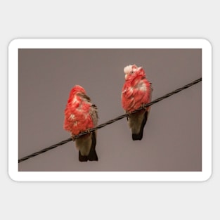 Birds on a Wire Sticker